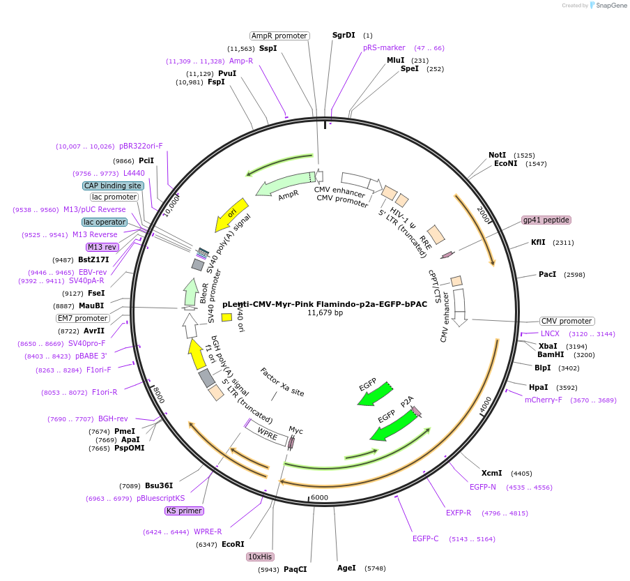 202717-plasmid-map-sequence-id-402853