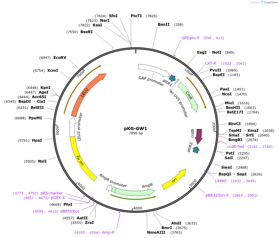 203163-plasmid-map-sequence-id-402855