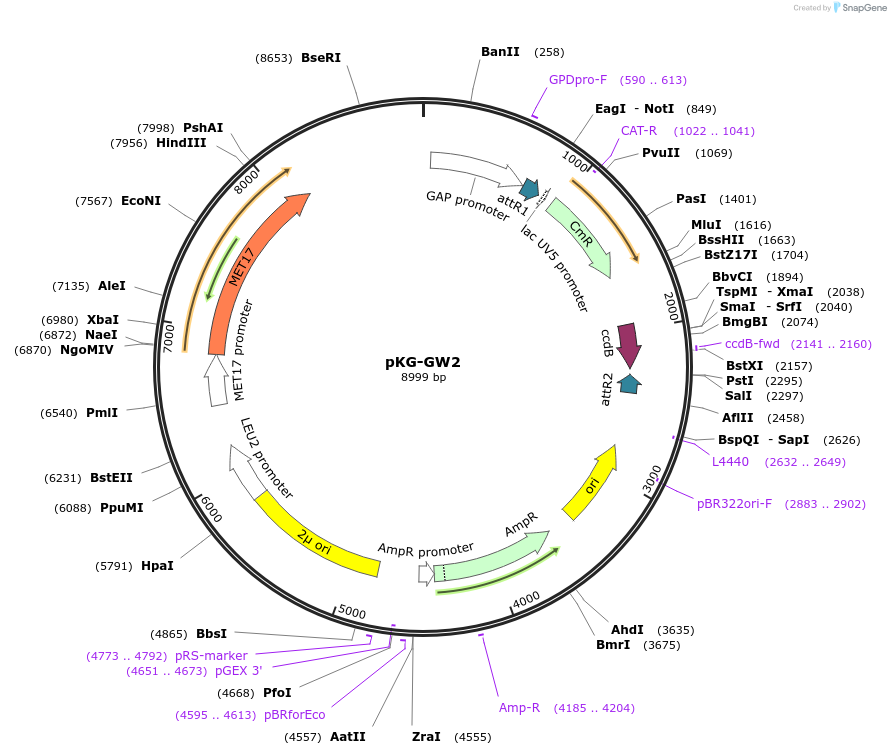 203164-plasmid-map-sequence-id-402857