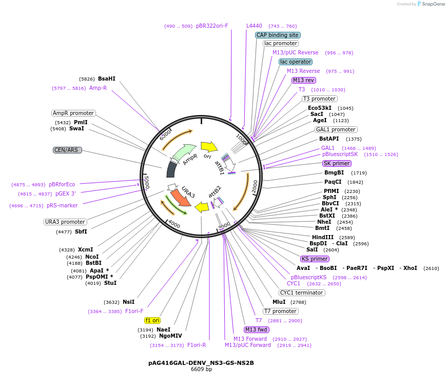 201940-plasmid-map-sequence-id-402859
