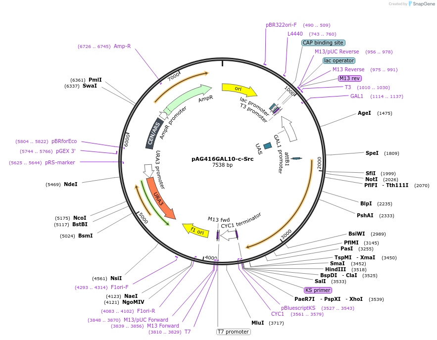 203462-plasmid-map-sequence-id-402862