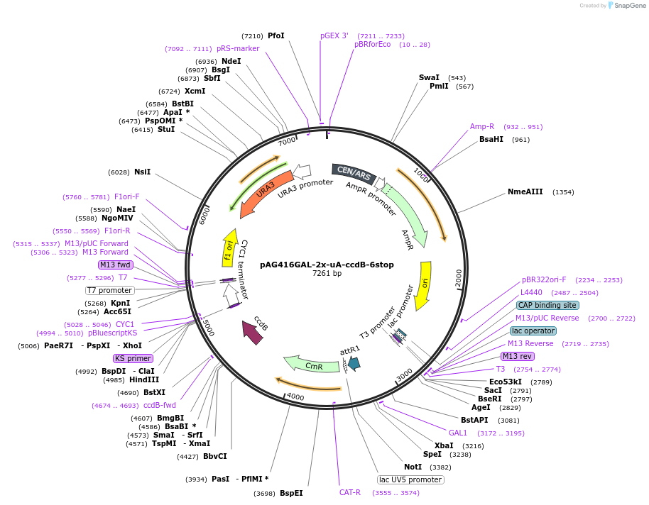 203517-plasmid-map-sequence-id-402863
