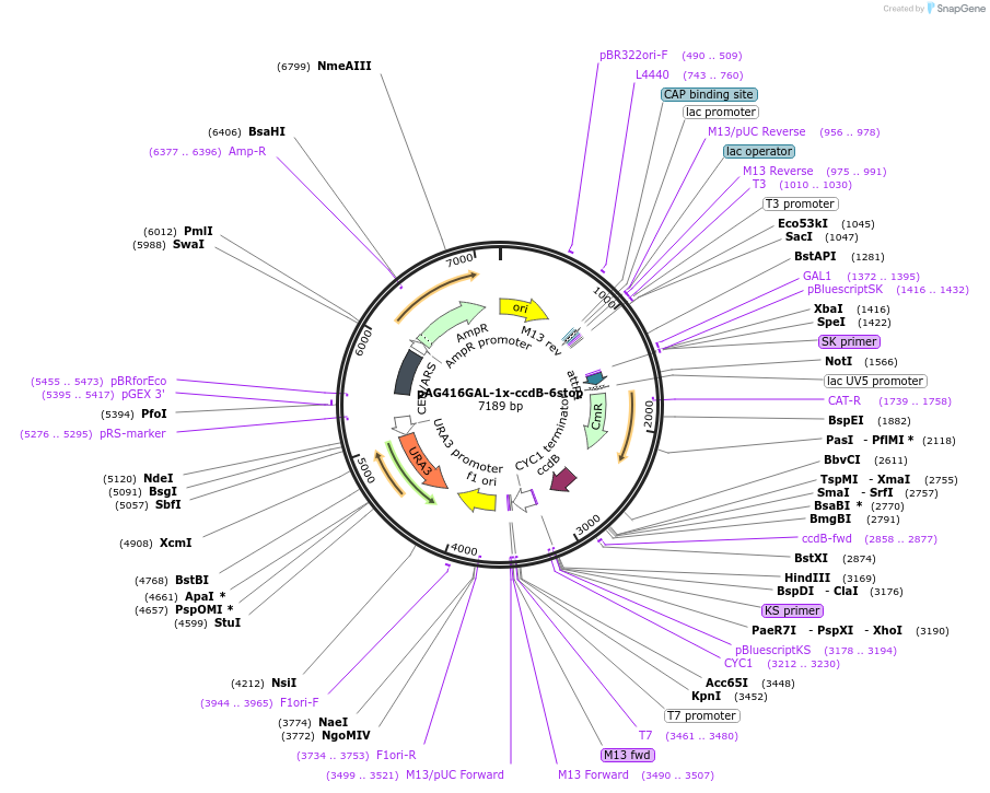 203519-plasmid-map-sequence-id-402864