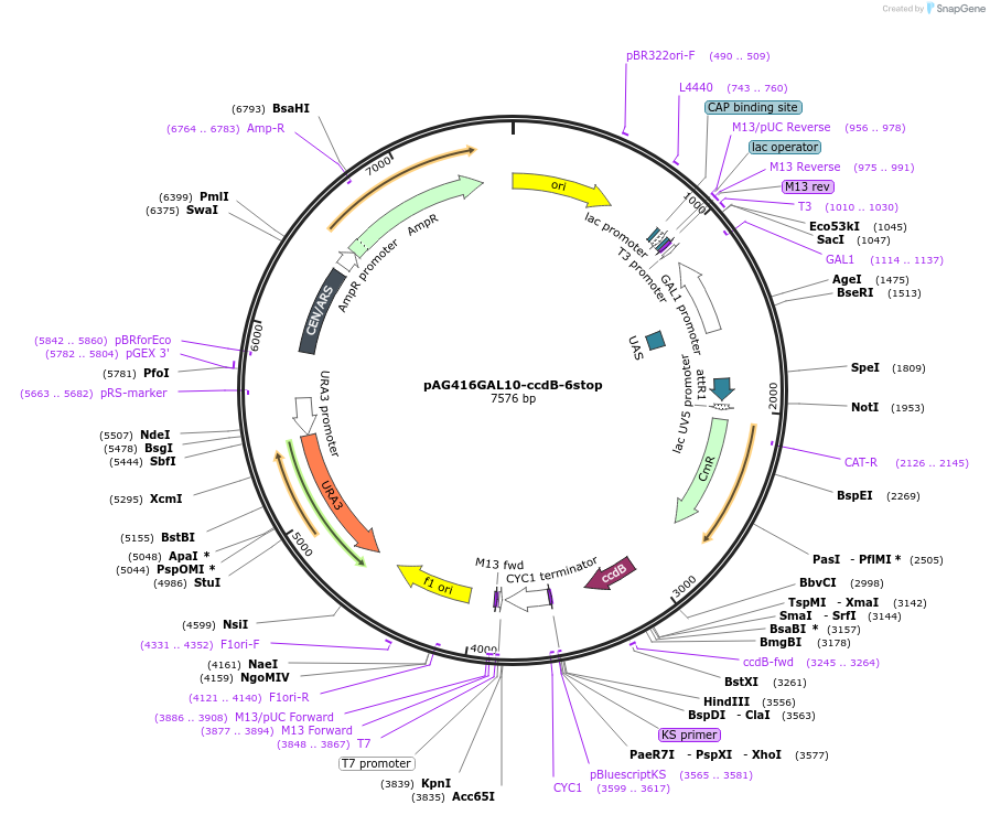 203512-plasmid-map-sequence-id-402865