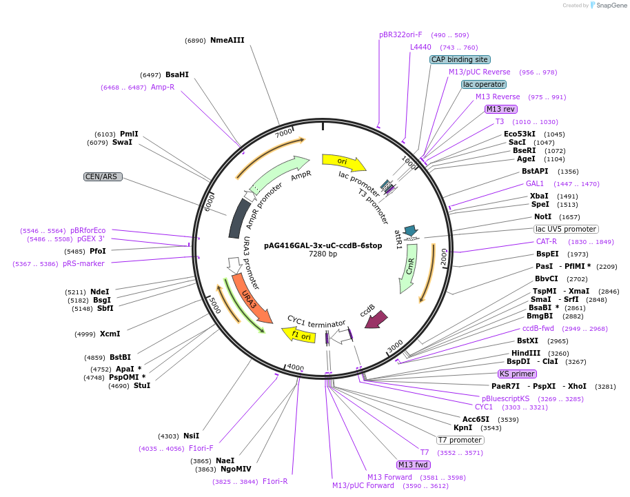 203514-plasmid-map-sequence-id-402866