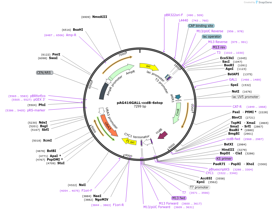 203511-plasmid-map-sequence-id-402867