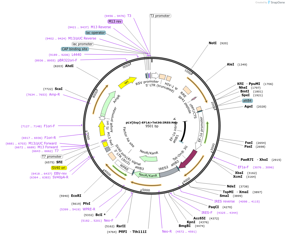 198756-plasmid-map-sequence-id-402872