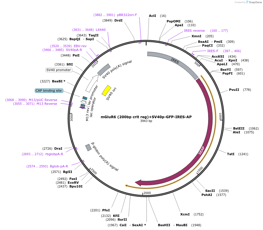18817-plasmid-map-sequence-id-402874