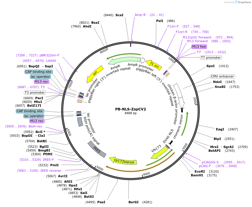 203664-plasmid-map-sequence-id-402877