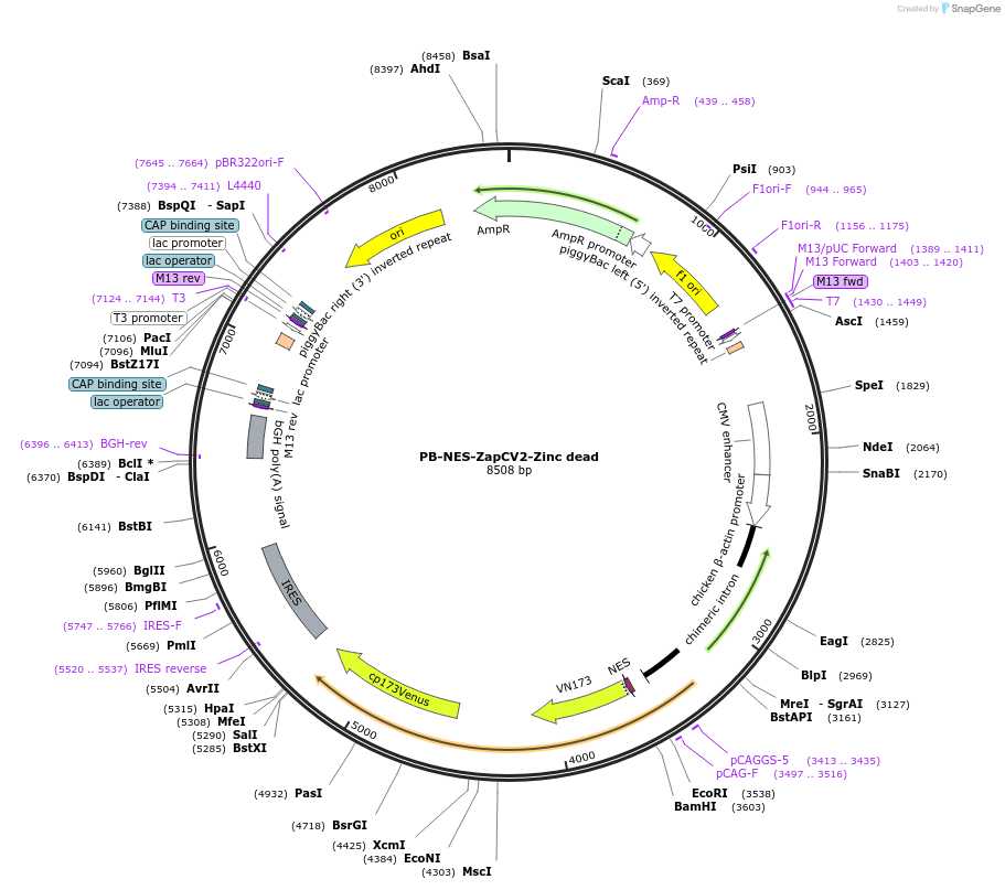 203850-plasmid-map-sequence-id-402879