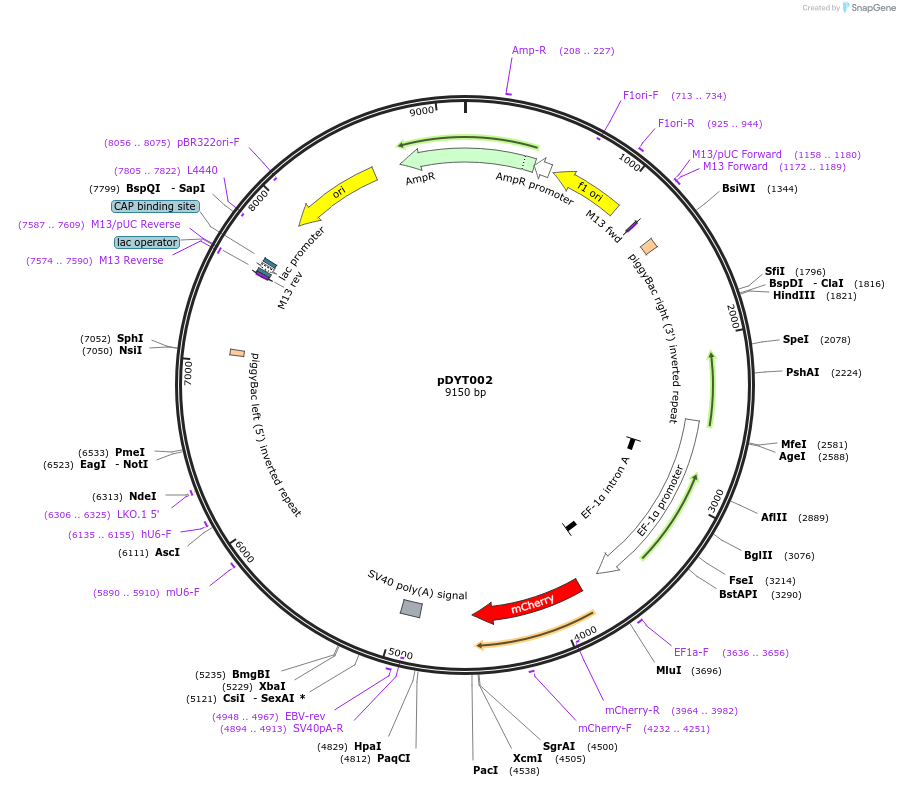 186550-plasmid-map-sequence-id-402885