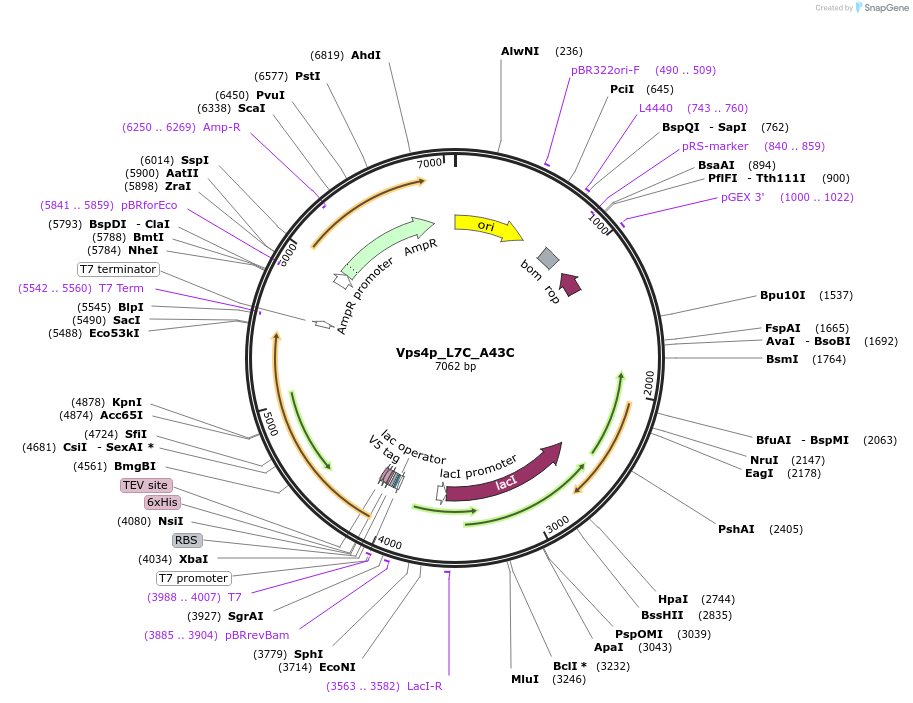 203362-plasmid-map-sequence-id-402887