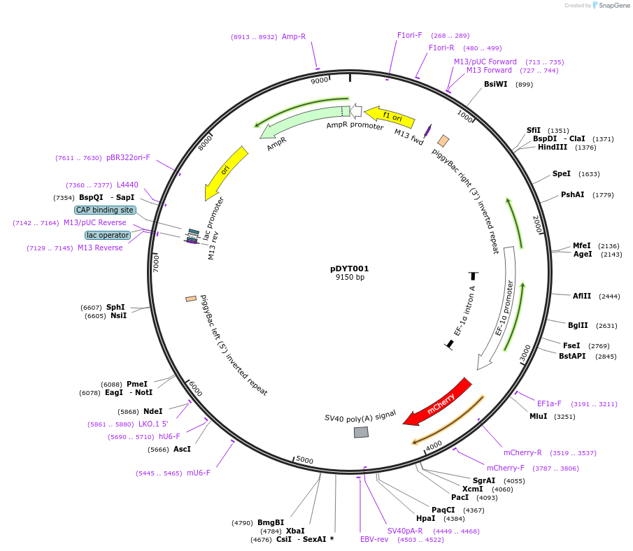186549-plasmid-map-sequence-id-402892