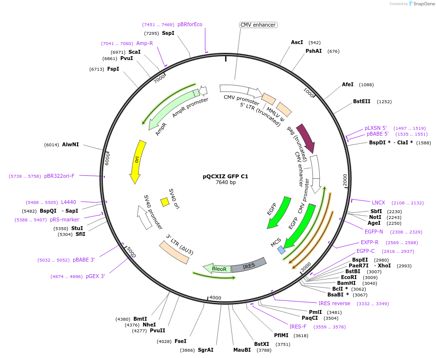 202424-plasmid-map-sequence-id-402893