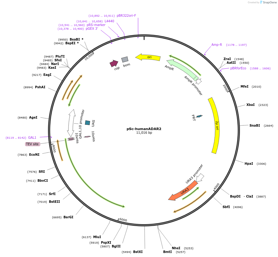 171106-plasmid-map-sequence-id-402894