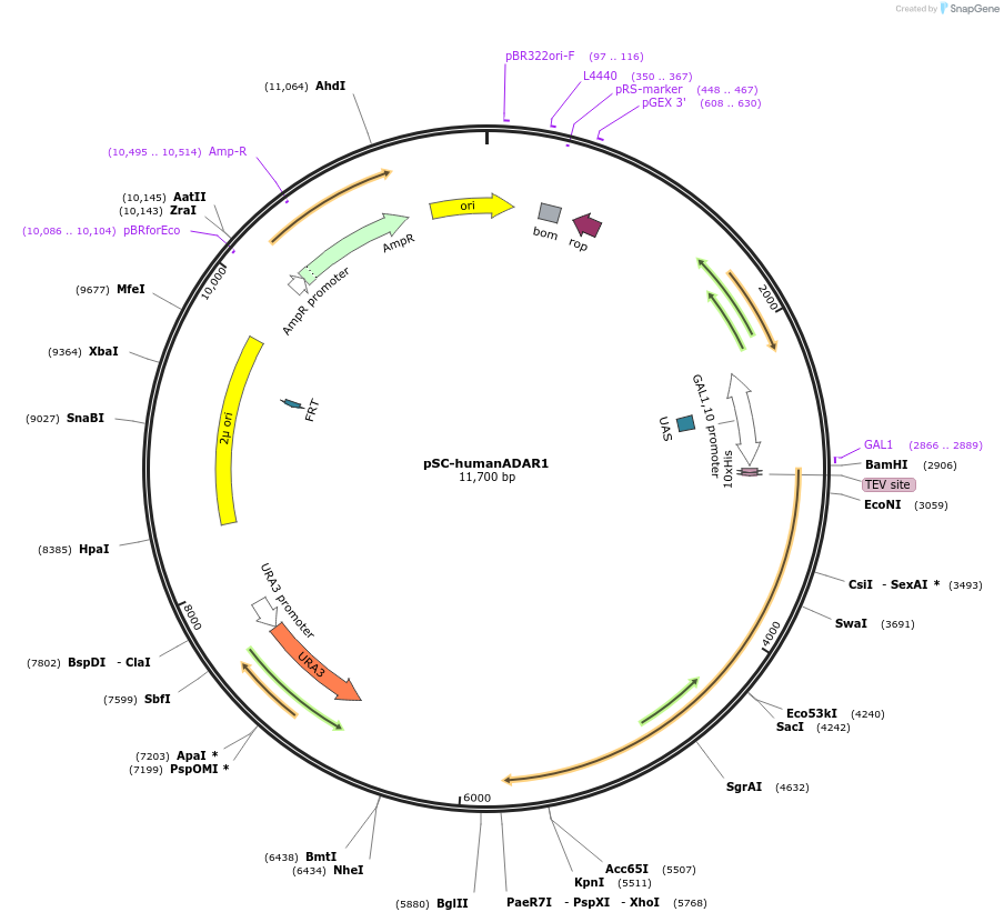 198235-plasmid-map-sequence-id-402895