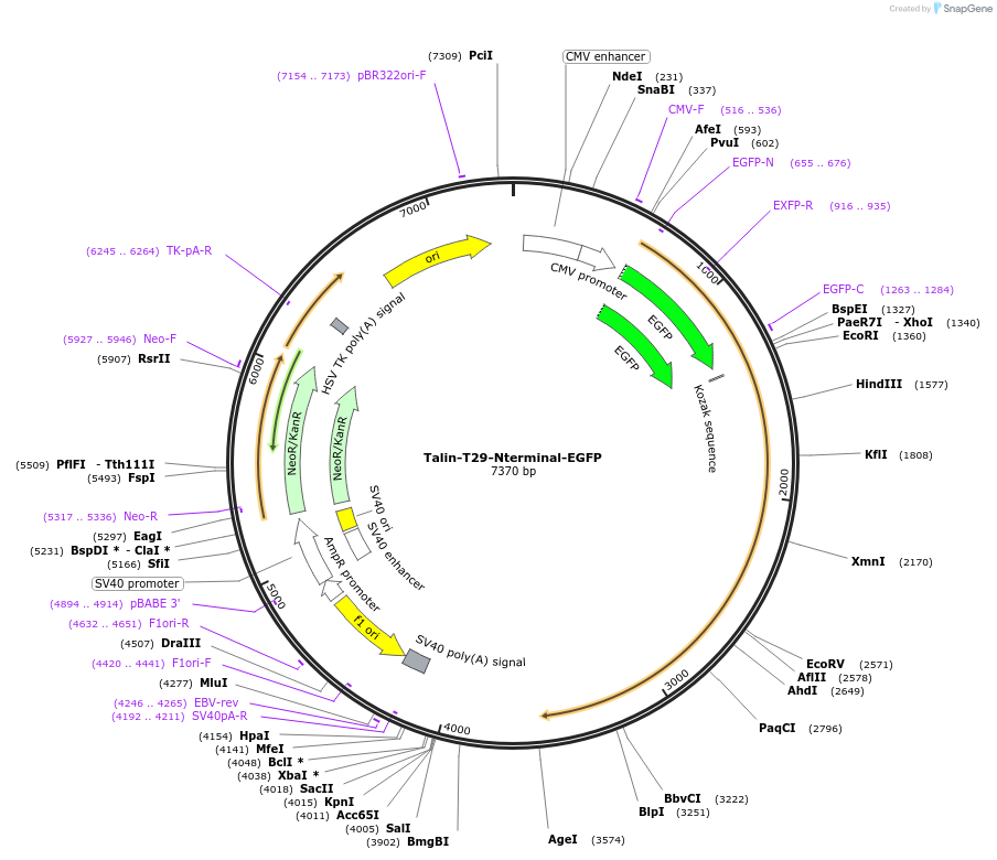 202370-plasmid-map-sequence-id-402904