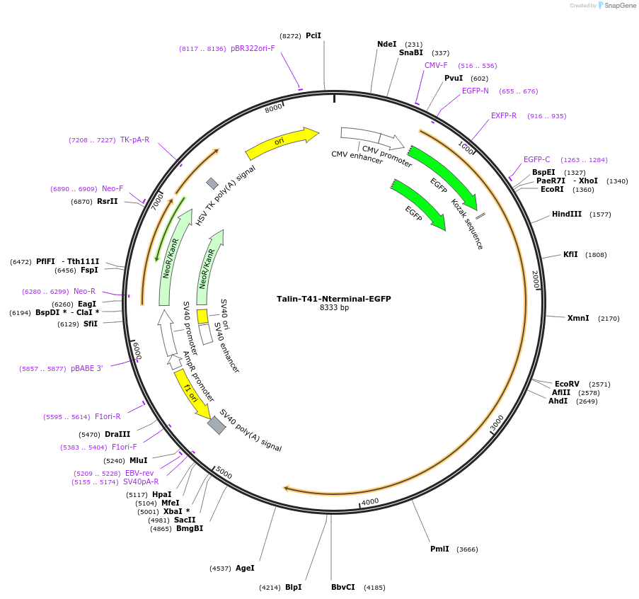 202368-plasmid-map-sequence-id-402911