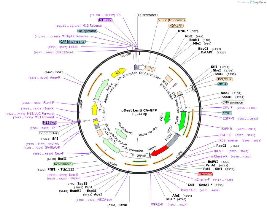 197459-plasmid-map-sequence-id-402921