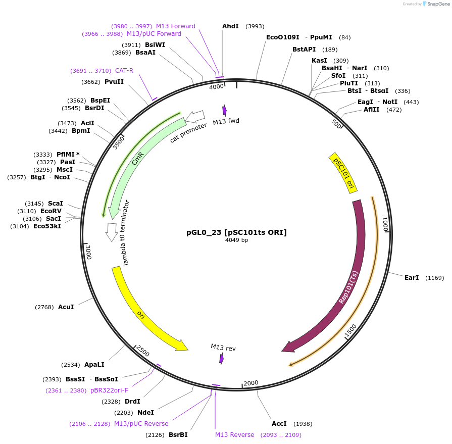 198936-plasmid-map-sequence-id-402922