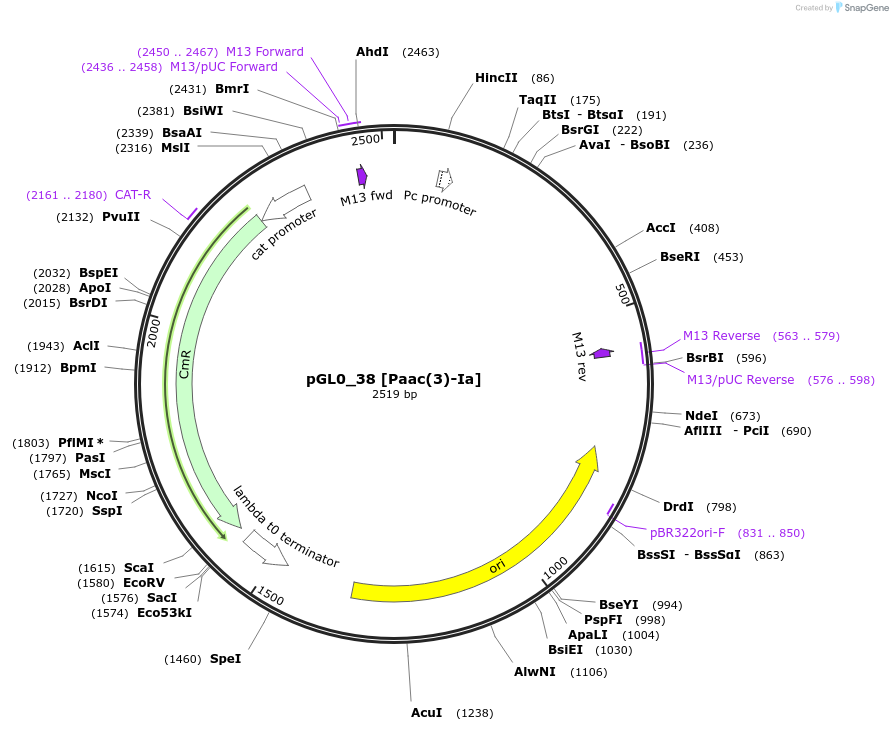 198951-plasmid-map-sequence-id-402924