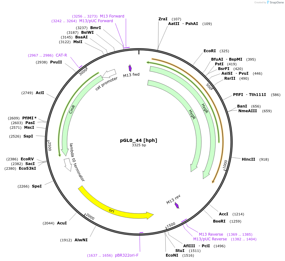 198957-plasmid-map-sequence-id-402926