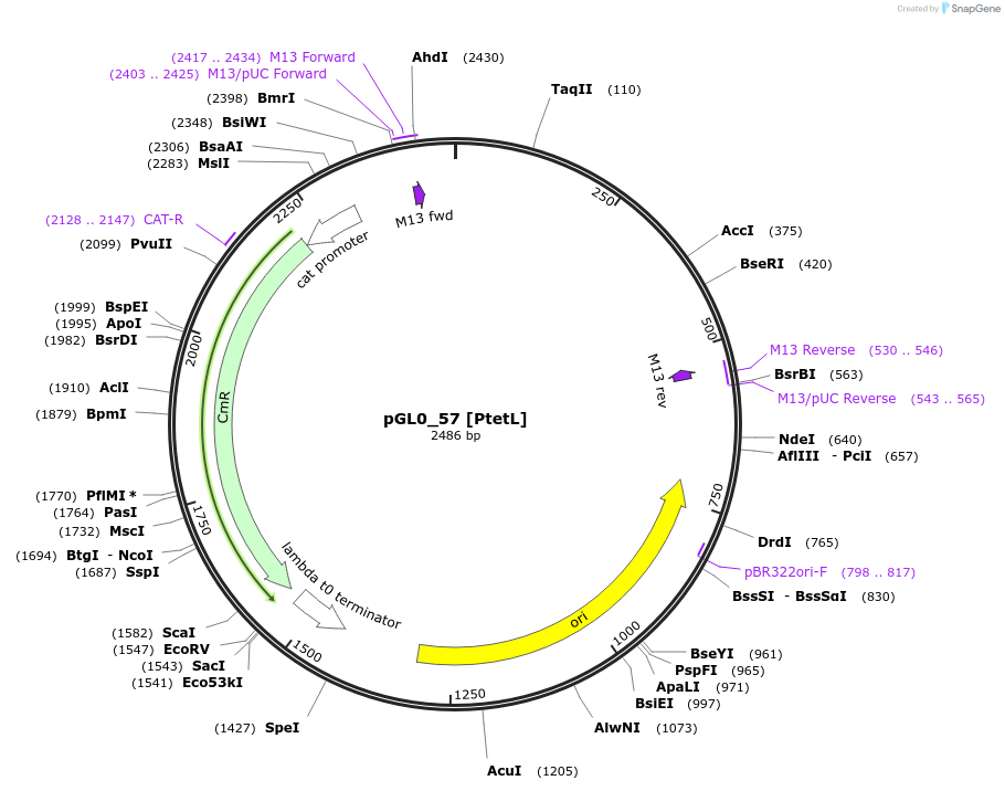 198970-plasmid-map-sequence-id-402927