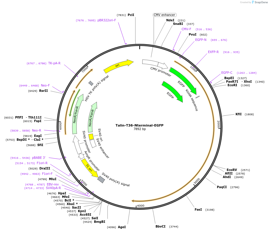 202369-plasmid-map-sequence-id-402929