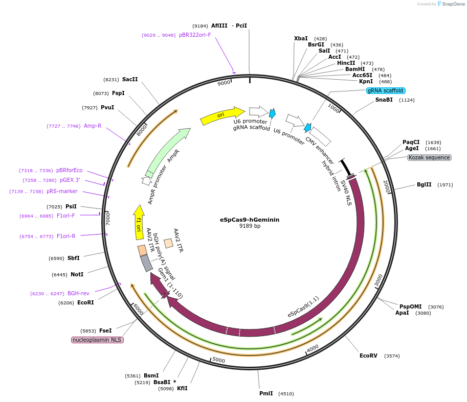 199344-plasmid-map-sequence-id-402934