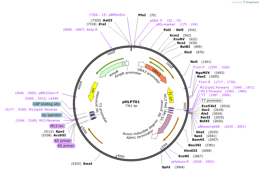203743-plasmid-map-sequence-id-402940