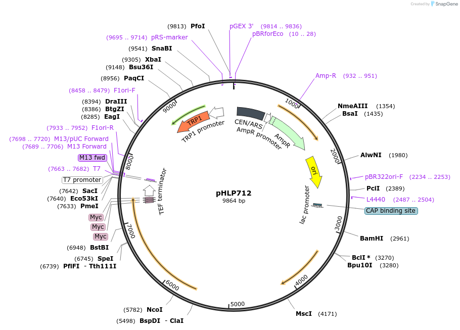 203741-plasmid-map-sequence-id-402962
