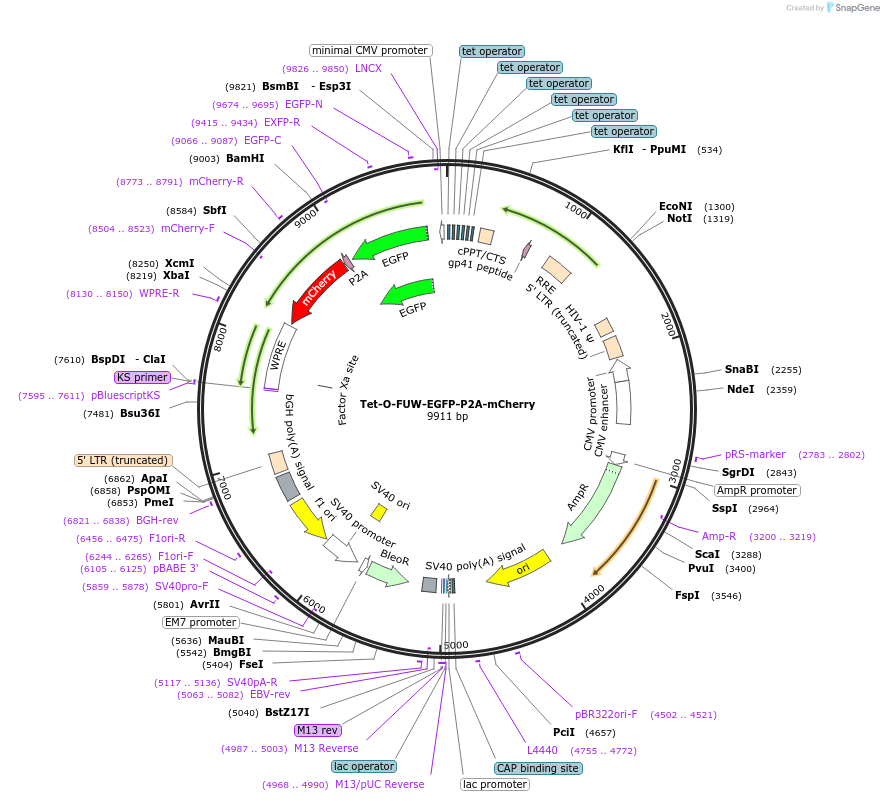 203868-plasmid-map-sequence-id-402980