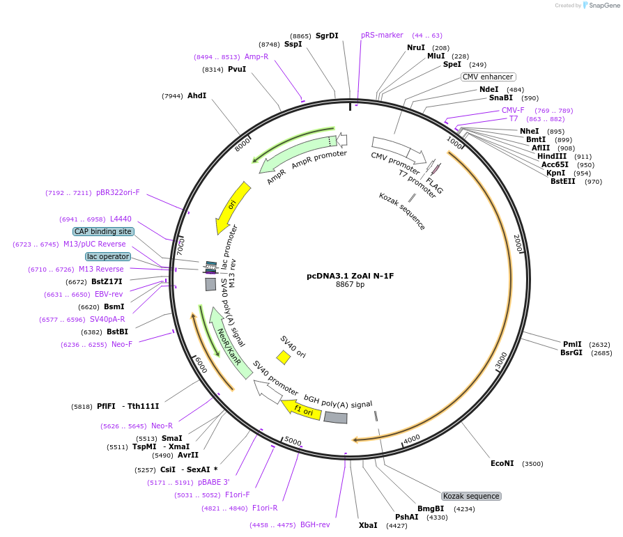 203763-plasmid-map-sequence-id-402982