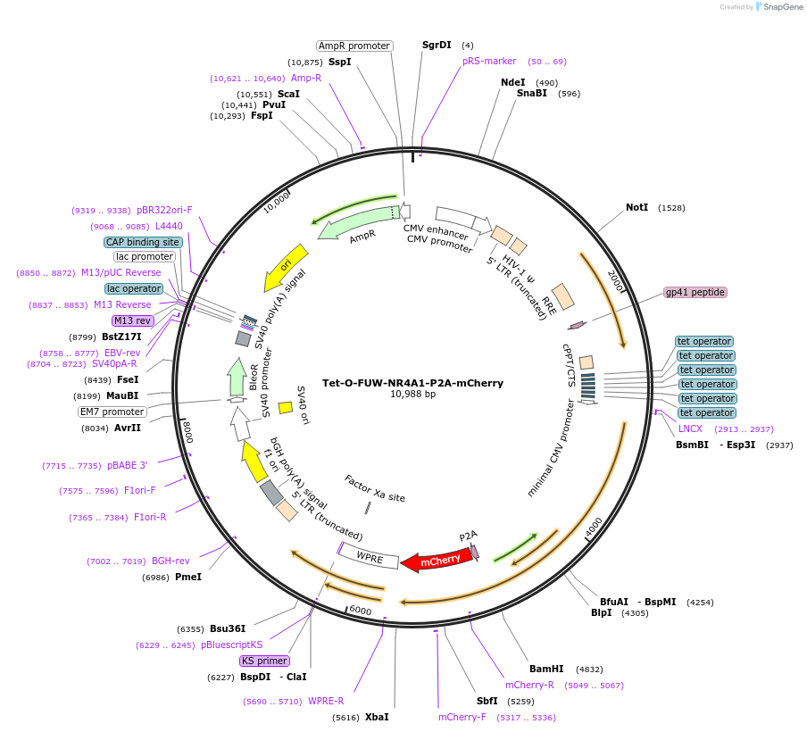 203859-plasmid-map-sequence-id-402983