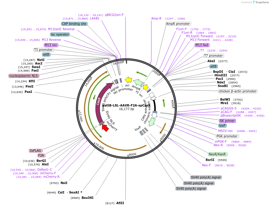 202459-plasmid-map-sequence-id-402992
