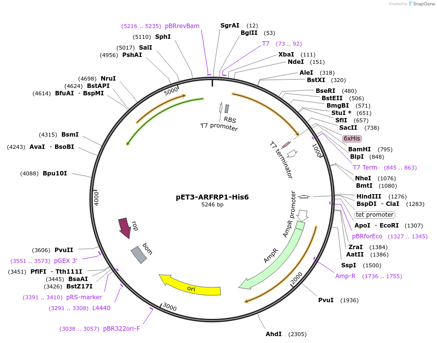 201882-plasmid-map-sequence-id-403002