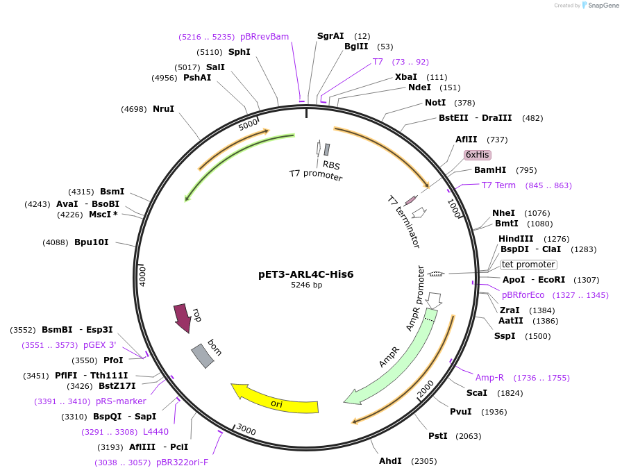 201869-plasmid-map-sequence-id-403004