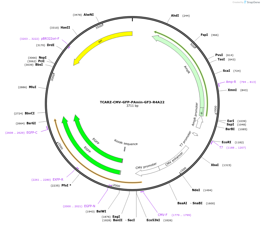 203768-plasmid-map-sequence-id-403013