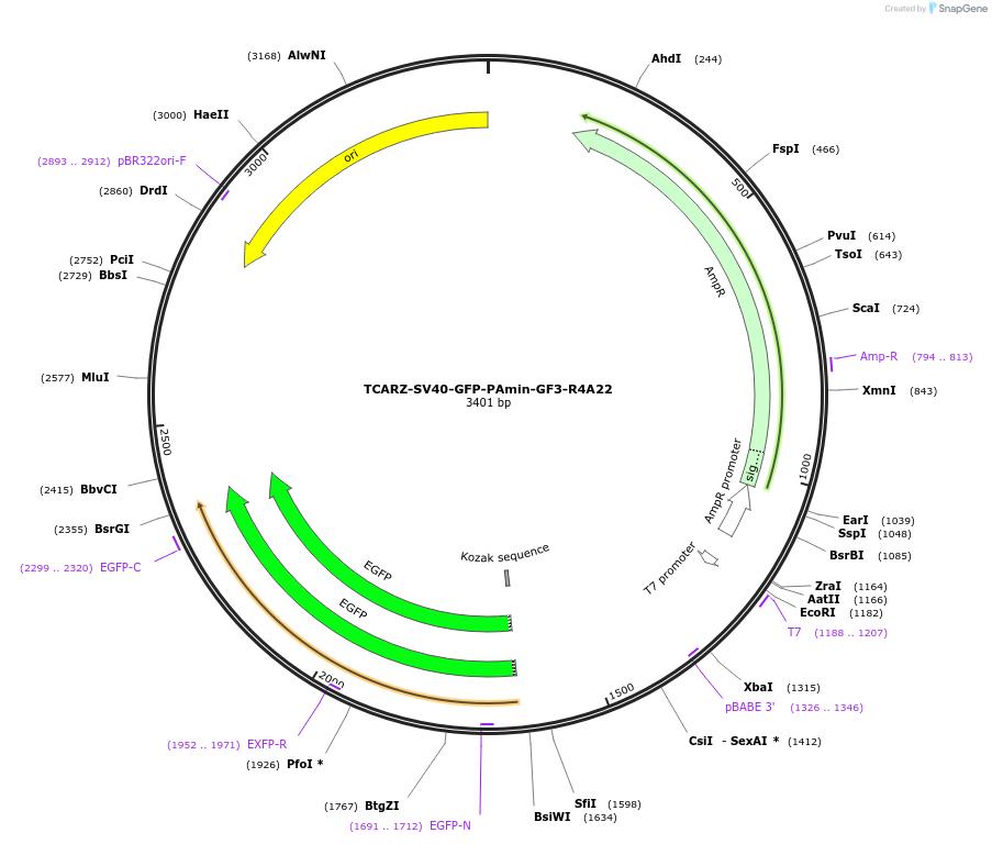 203769-plasmid-map-sequence-id-403015