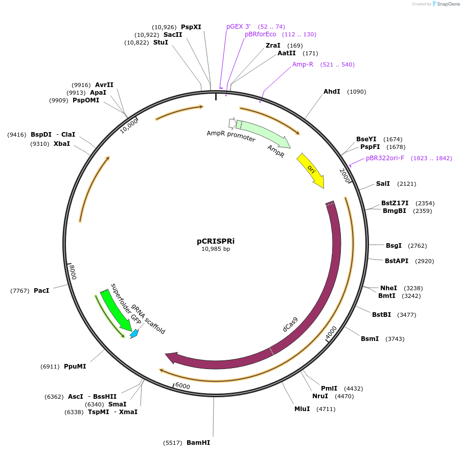 199808-plasmid-map-sequence-id-403016