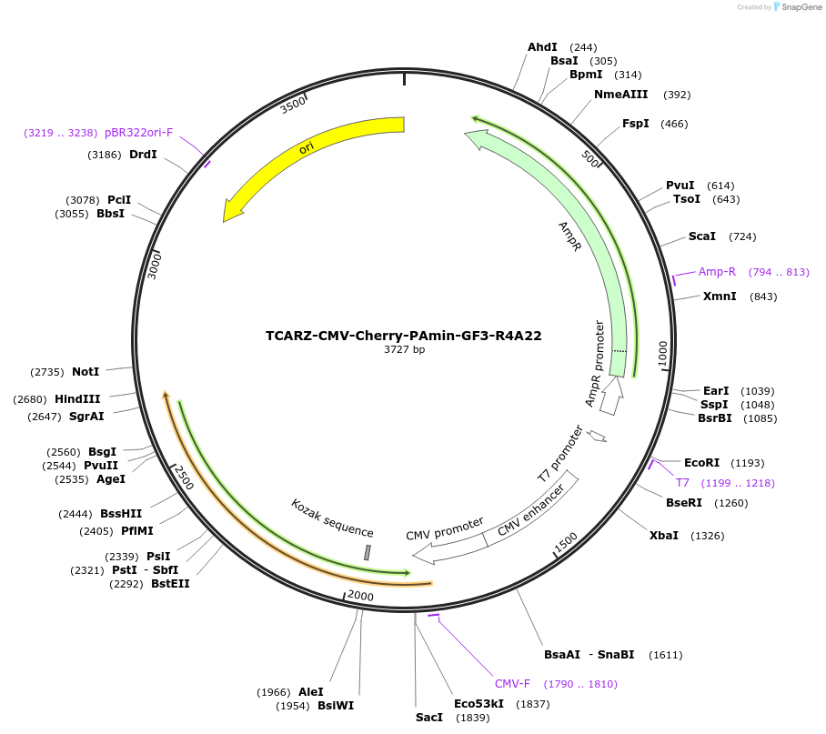 203770-plasmid-map-sequence-id-403018