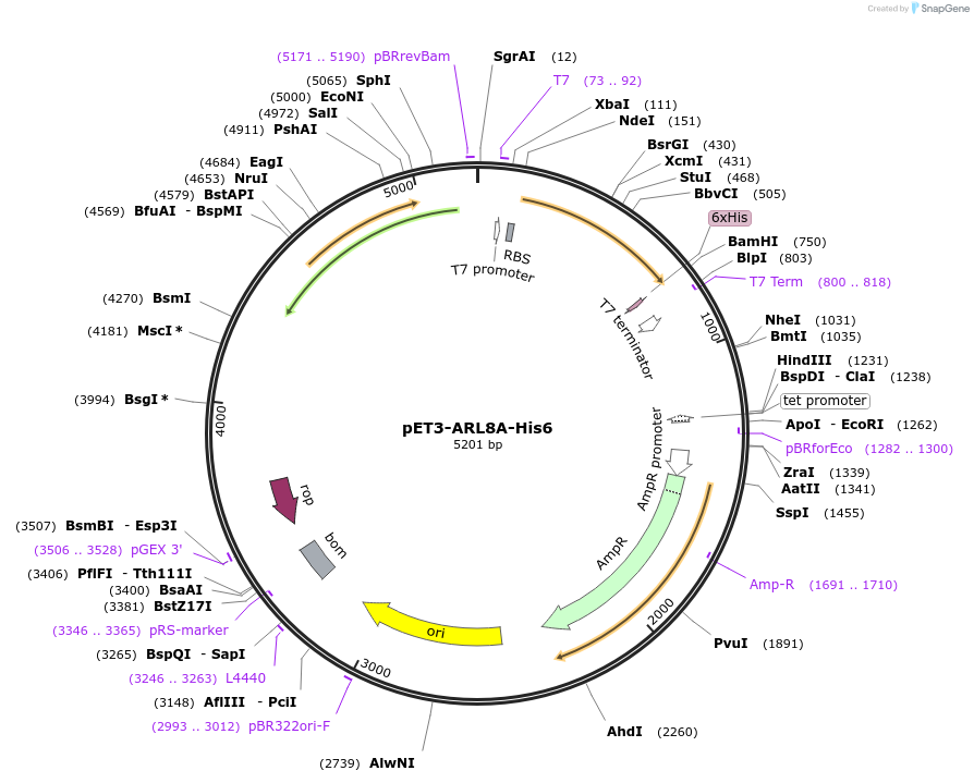 201872-plasmid-map-sequence-id-403021