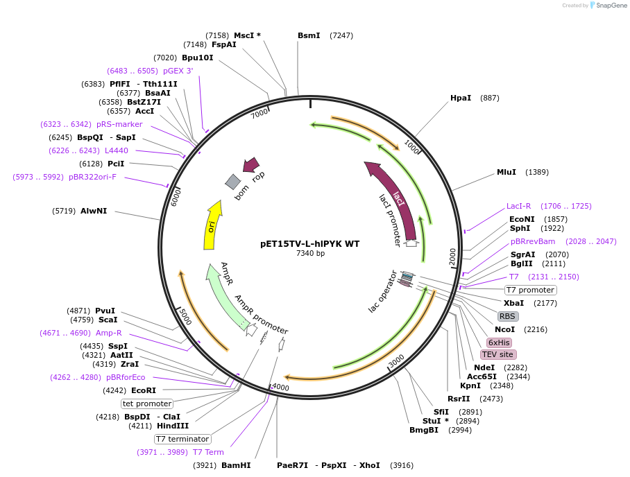 187975-plasmid-map-sequence-id-403121