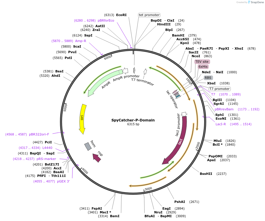201193-plasmid-map-sequence-id-403129