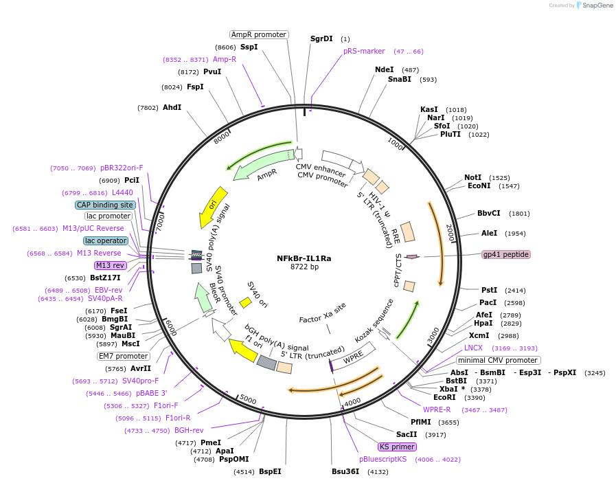 183065-plasmid-map-sequence-id-403148