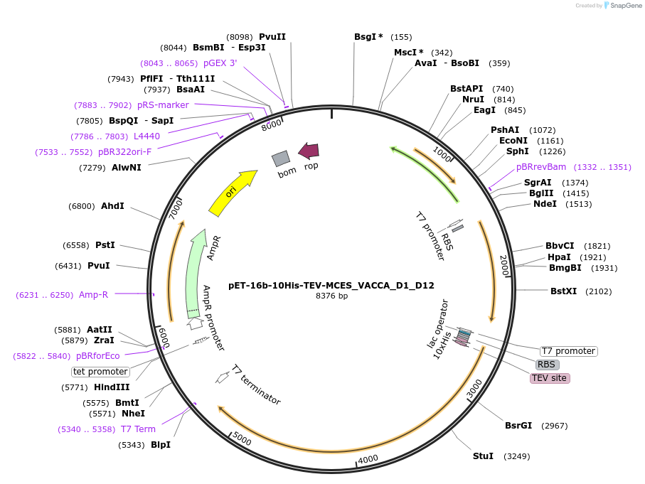 203671-plasmid-map-sequence-id-403167