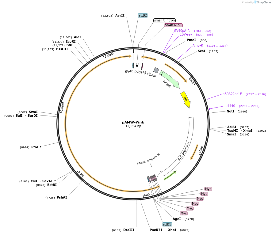 203978-plasmid-map-sequence-id-403206