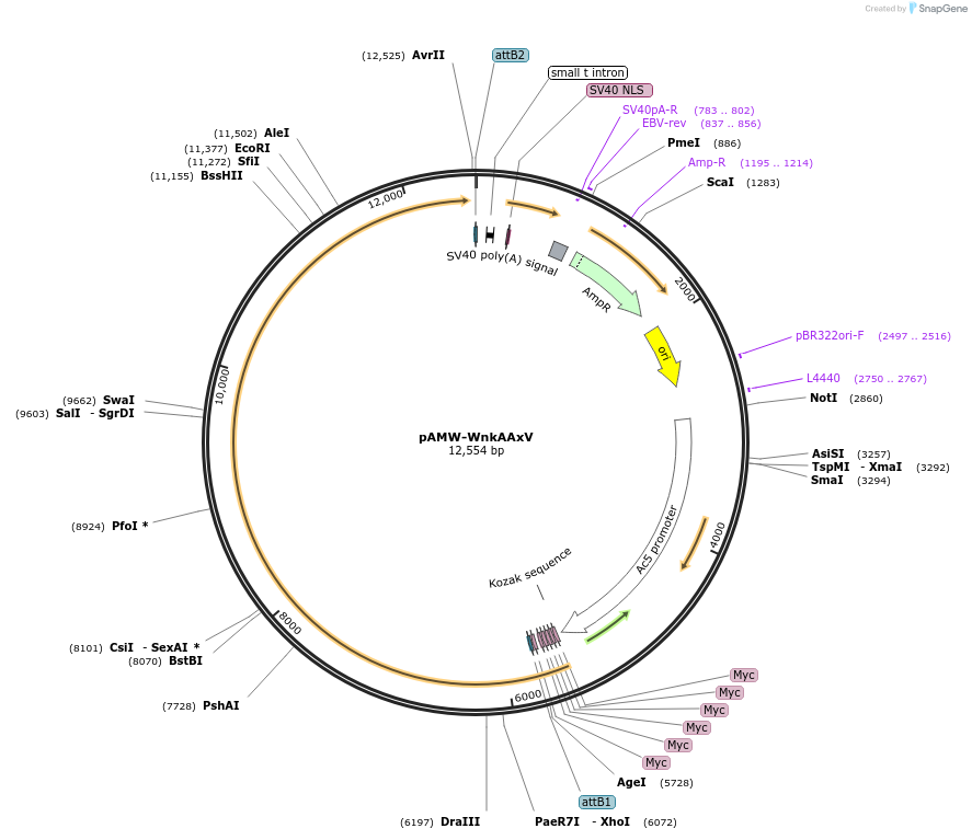 203980-plasmid-map-sequence-id-403221