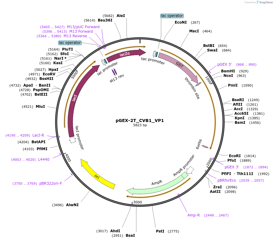 202069-plasmid-map-sequence-id-403299