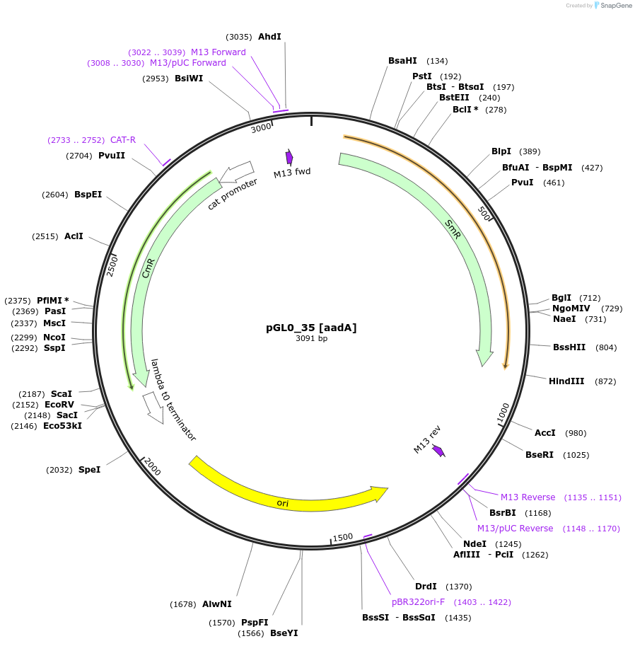 198948-plasmid-map-sequence-id-403304